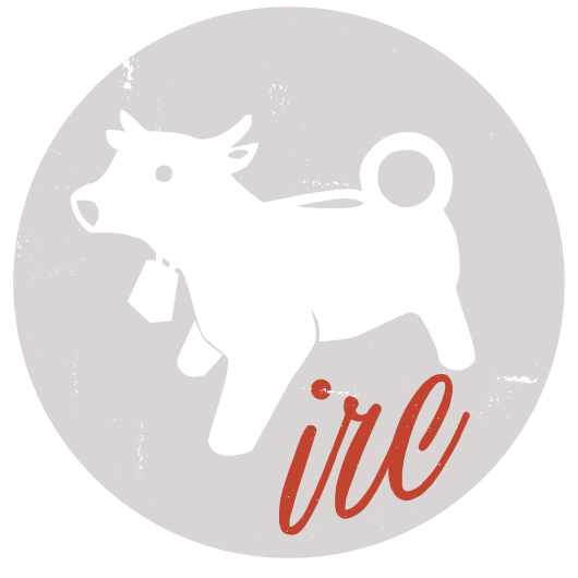 Indian Road Cow